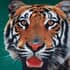 Catherine Lansfield Velvet Tiger Cushion small 7288A