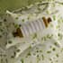 Sanderson National Trust Poets Rose Linen thumb 3
