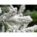 Kaemingk Everlands Snowy Liberty Spruce 1.8m/ 6ft - additional image