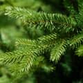 Kaemingk Everlands Allison Pine Artificial Christmas Tree - additional image